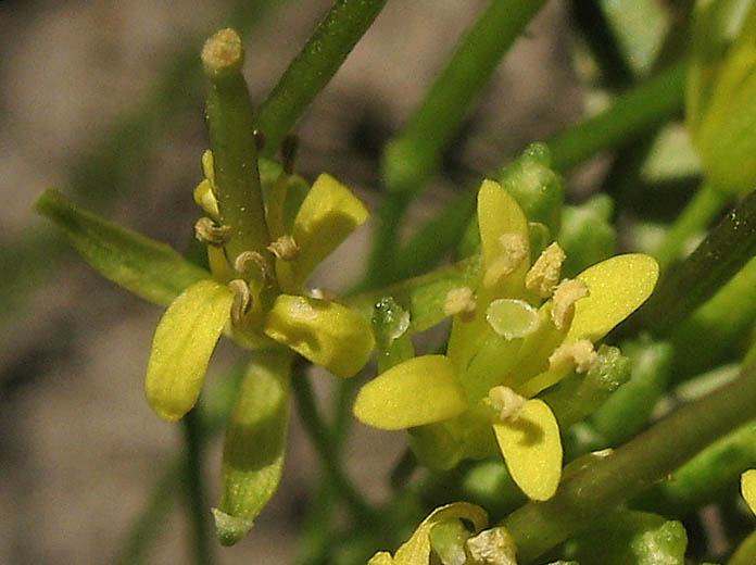 Detailed Picture 1 of Sisymbrium irio