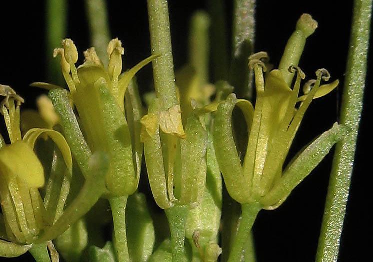 Detailed Picture 2 of Sisymbrium irio