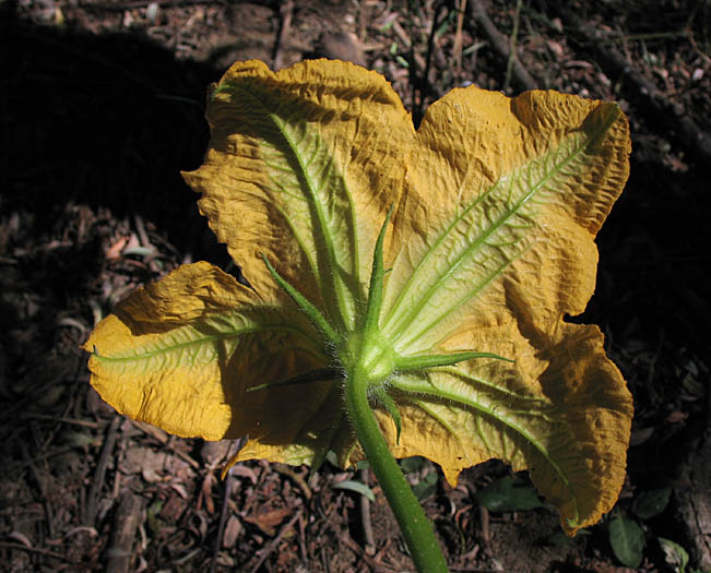 Detailed Picture 2 of Cucurbita pepo var. pepo