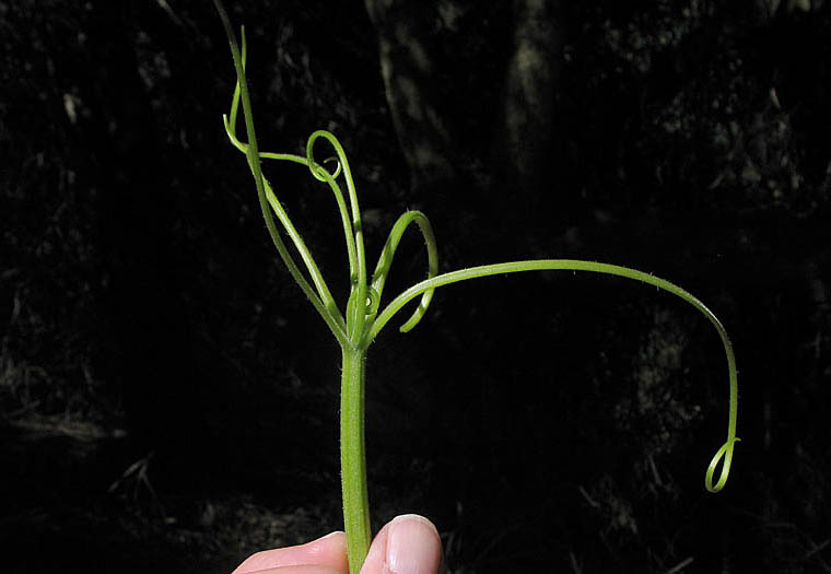 Detailed Picture 9 of Cucurbita pepo var. pepo