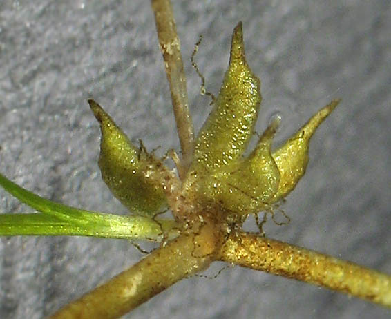 Detailed Picture 7 of Zannichellia palustris