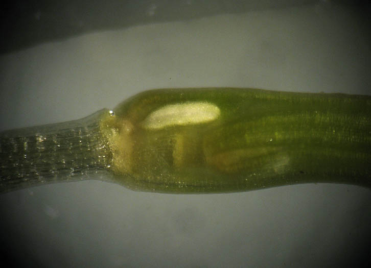 Detailed Picture 3 of Zannichellia palustris