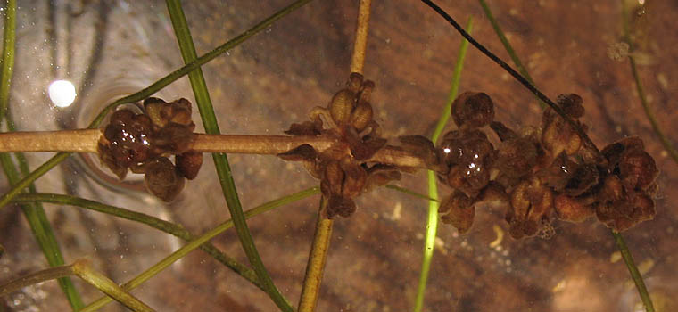 Detailed Picture 5 of Stuckenia pectinata