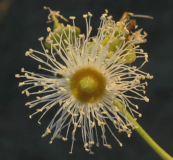 Detailed Picture 1 of Eucalyptus camaldulensis