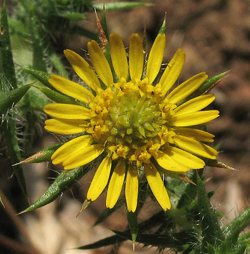 Detailed Picture 1 of Centromadia pungens ssp. pungens