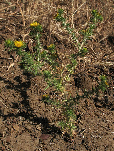 Detailed Picture 4 of Centromadia pungens ssp. pungens