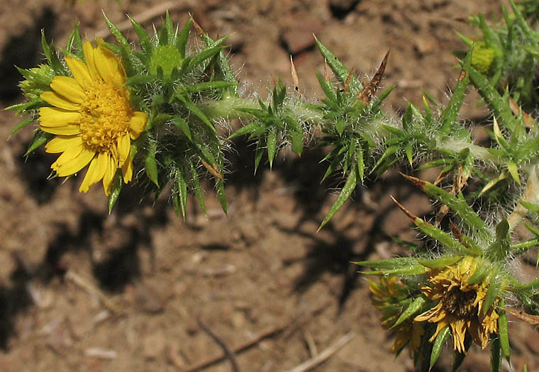 Detailed Picture 3 of Centromadia pungens ssp. pungens