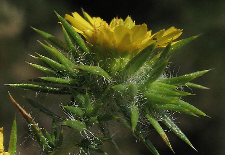 Detailed Picture 2 of Centromadia pungens ssp. pungens