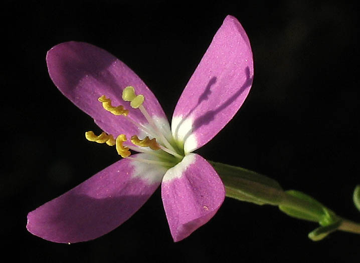 Detailed Picture 2 of Zeltnera venusta