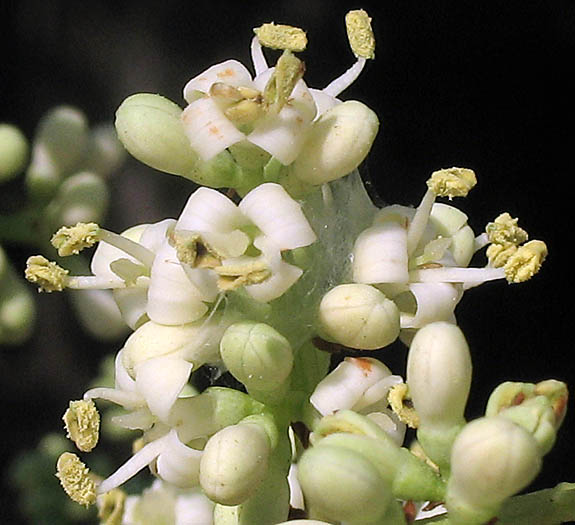 Detailed Picture 3 of Ligustrum lucidum