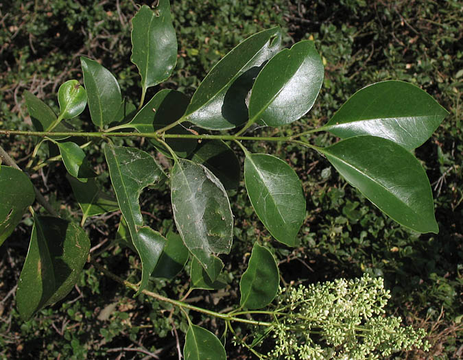 Detailed Picture 6 of Ligustrum lucidum