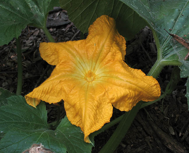 Detailed Picture 1 of Cucurbita pepo var. pepo