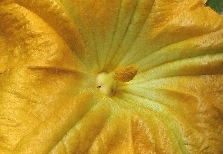 Detailed Picture 3 of Cucurbita pepo var. pepo