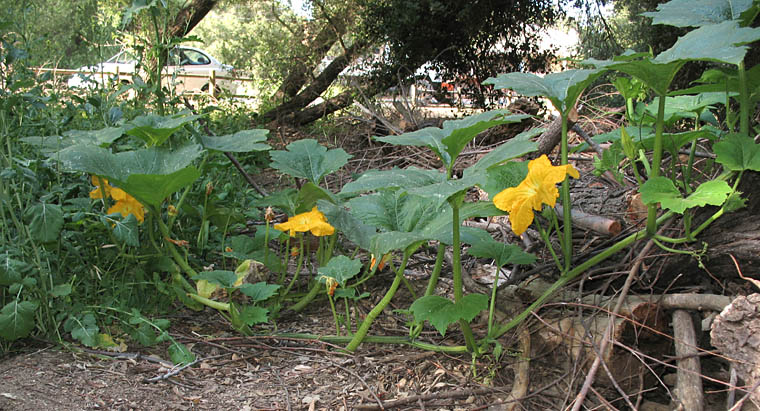 Detailed Picture 8 of Cucurbita pepo var. pepo