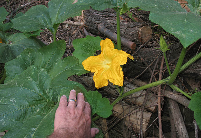 Detailed Picture 7 of Cucurbita pepo var. pepo