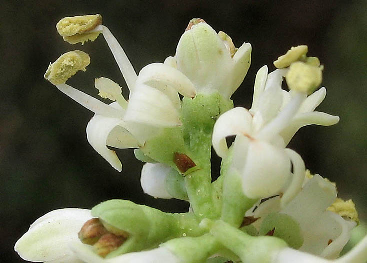 Detailed Picture 2 of Ligustrum lucidum