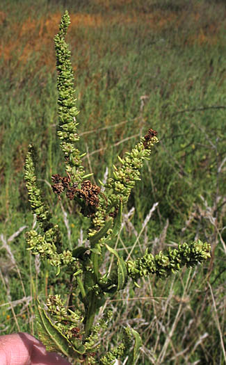 Detailed Picture 3 of Beta vulgaris ssp. maritima