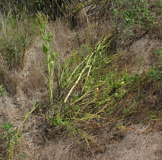 Detailed Picture 4 of Beta vulgaris ssp. maritima