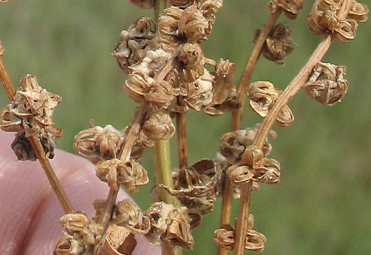 Detailed Picture 7 of Beta vulgaris ssp. maritima