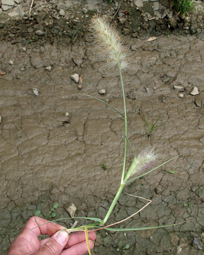 Detailed Picture 2 of Pennisetum villosum