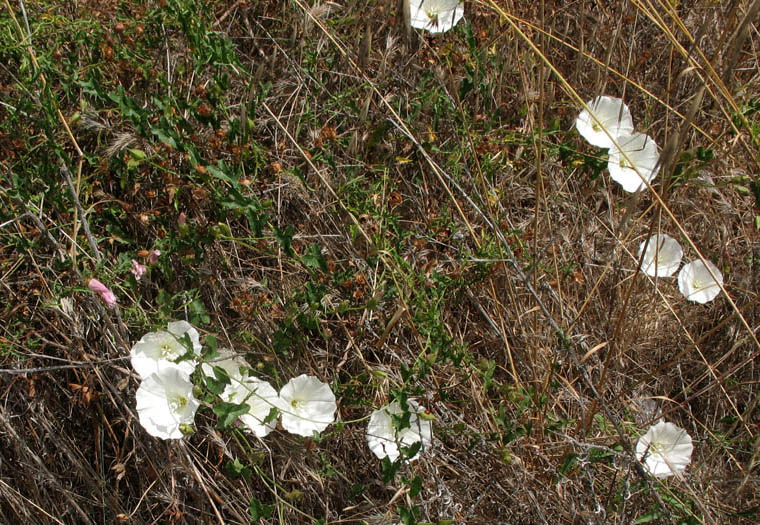 Detailed Picture 5 of Calystegia macrostegia ssp. macrostegia