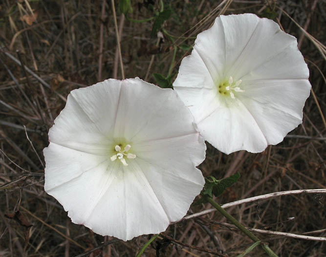 Detailed Picture 1 of Calystegia macrostegia ssp. macrostegia