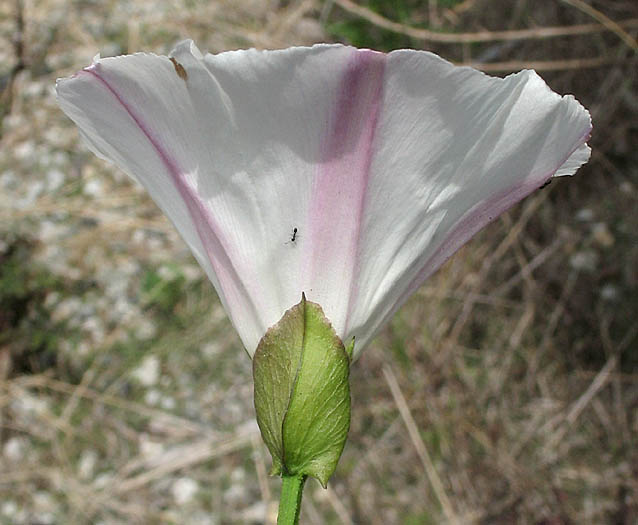 Detailed Picture 3 of Calystegia macrostegia ssp. macrostegia