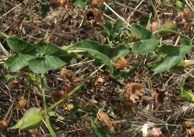 Detailed Picture 4 of Calystegia macrostegia ssp. macrostegia