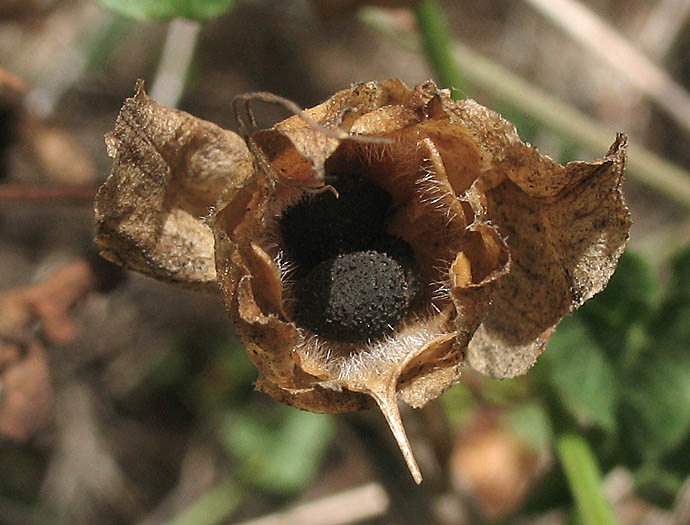 Detailed Picture 7 of Calystegia macrostegia ssp. macrostegia