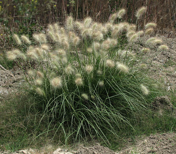 Detailed Picture 7 of Pennisetum villosum