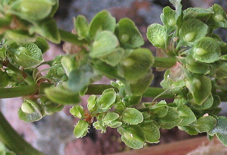 Detailed Picture 4 of Rumex crispus