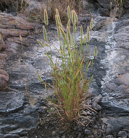 Detailed Picture 5 of Polypogon monspeliensis