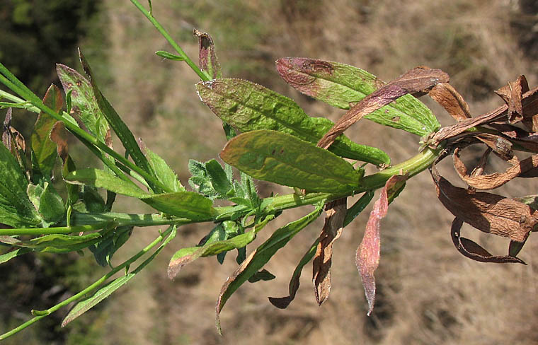 Detailed Picture 8 of Erigeron foliosus var. foliosus