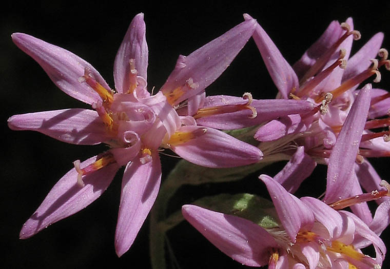 Detailed Picture 1 of Acourtia microcephala