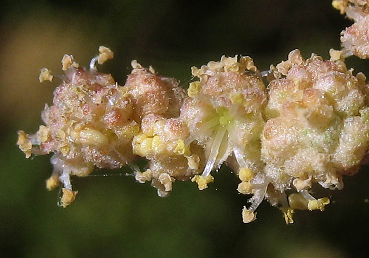 Detailed Picture 1 of Atriplex lentiformis