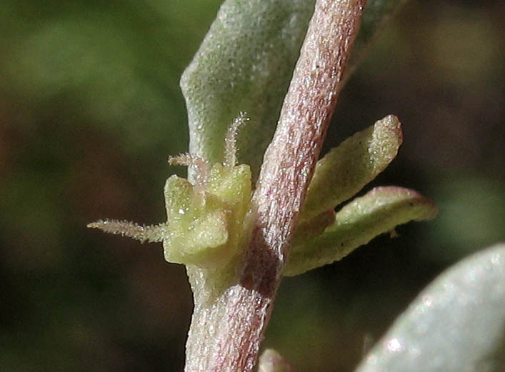 Detailed Picture 2 of Atriplex lentiformis