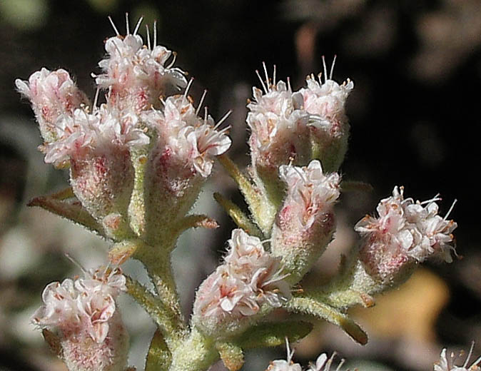 Detailed Picture 2 of Eriogonum giganteum var. giganteum