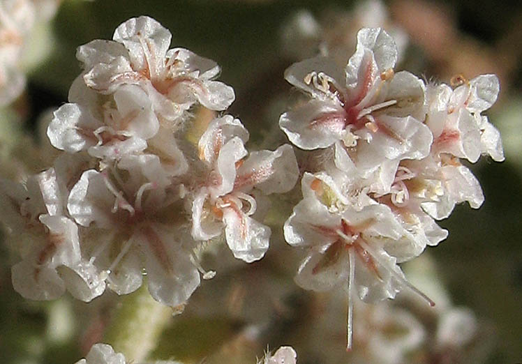 Detailed Picture 1 of Eriogonum giganteum var. giganteum