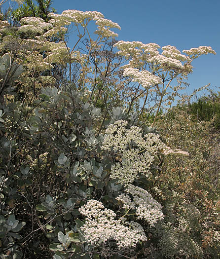 Detailed Picture 3 of Eriogonum giganteum var. giganteum