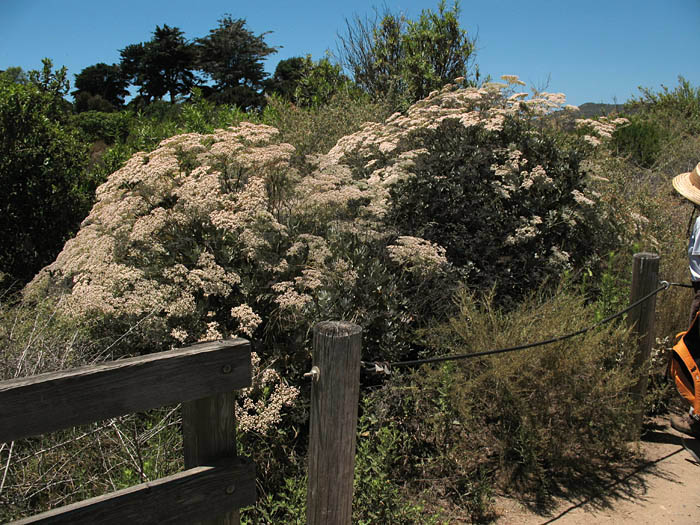 Detailed Picture 4 of Eriogonum giganteum var. giganteum