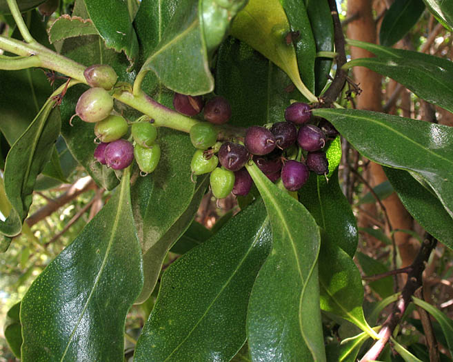 Detailed Picture 6 of Myoporum laetum