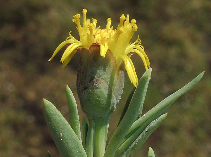 Detailed Picture 2 of Jaumea carnosa