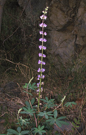 Detailed Picture 5 of Lupinus latifolius