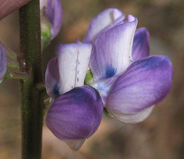 Detailed Picture 1 of Lupinus latifolius