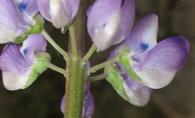 Detailed Picture 2 of Lupinus latifolius