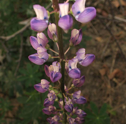 Detailed Picture 4 of Lupinus latifolius