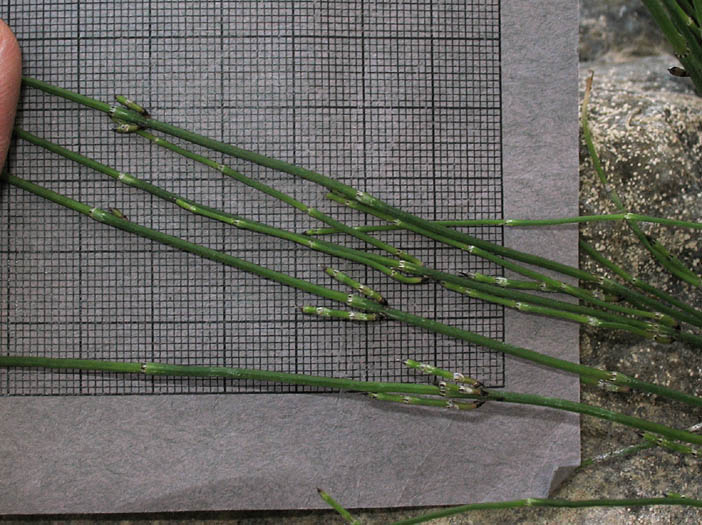 Detailed Picture 3 of Equisetum laevigatum