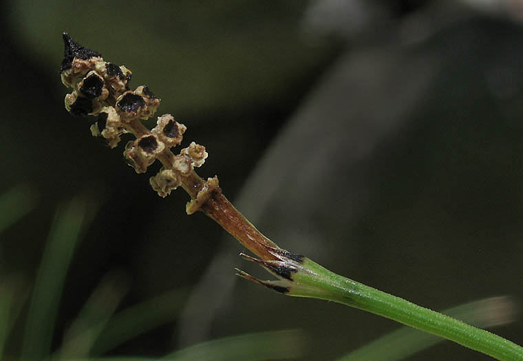 Detailed Picture 6 of Equisetum laevigatum