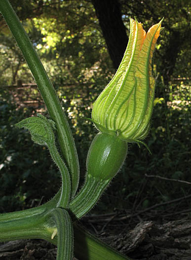 Detailed Picture 6 of Cucurbita pepo var. pepo