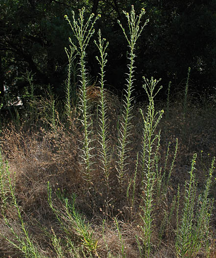 Detailed Picture 5 of Madia sativa